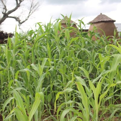 No-post-harvest-management-services-in-Kassena-Nankana
